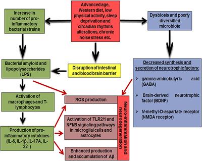 The Links Between the Gut Microbiome, Aging, Modern Lifestyle and Alzheimer's Disease